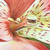 Astromelia. 27x35. Oleo	